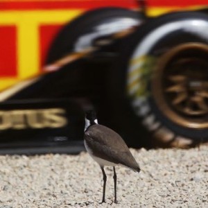Love at First Feel - 2015 Australian GP, Friday